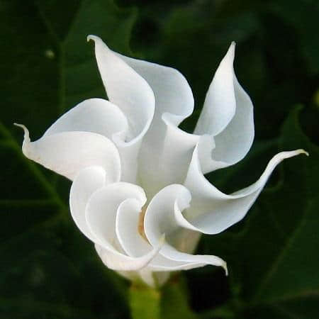 罕见稀有的 曼陀罗花，太漂亮了，快分享给朋友 吧！