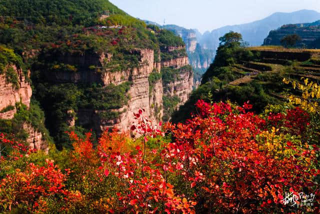 河南林州太行山里的小山村，万山红遍层林尽染，村民晒秋忙