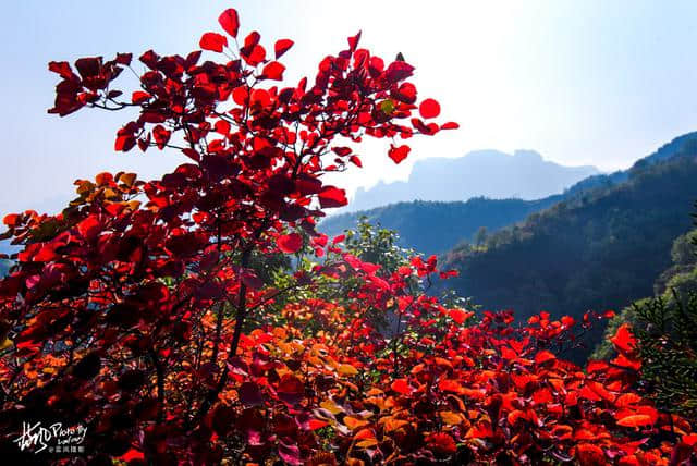河南林州太行山里的小山村，万山红遍层林尽染，村民晒秋忙