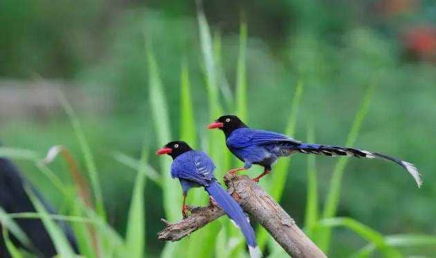 被称为“姑娘”的它，台湾的象征鸟，蓝色身躯长尾巴漂亮兼具华丽