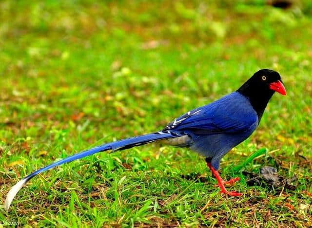 被称为“姑娘”的它，台湾的象征鸟，蓝色身躯长尾巴漂亮兼具华丽