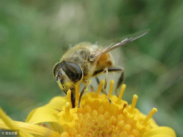 关于对蜜蜂赞美的诗词你知道多少