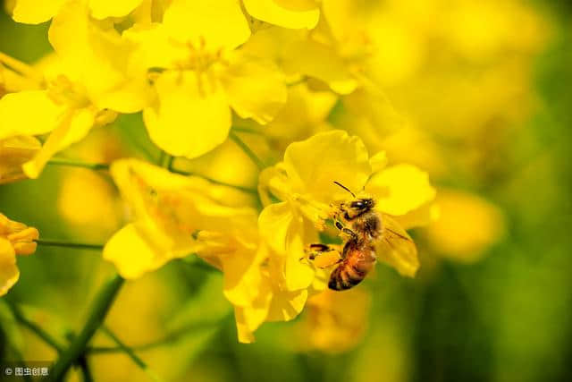 关于对蜜蜂赞美的诗词你知道多少