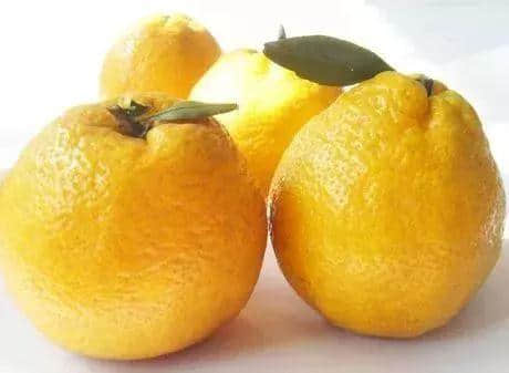 曾是朝廷贡品，世界上第一部柑橘学专著因它在温州诞生！
