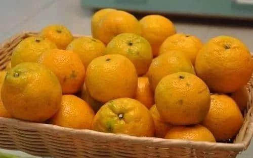 曾是朝廷贡品，世界上第一部柑橘学专著因它在温州诞生！