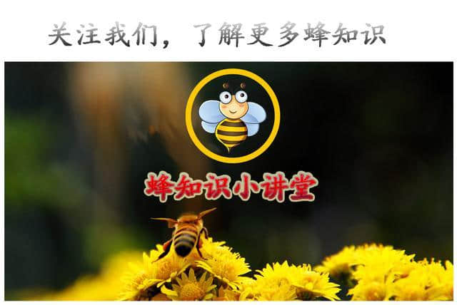 蜜蜂文化｜关于蜜蜂的诗句你知道几首？