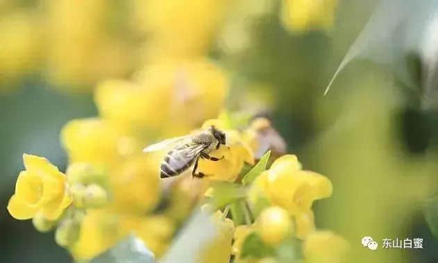 蜜蜂文化｜关于蜜蜂的诗句你知道几首？