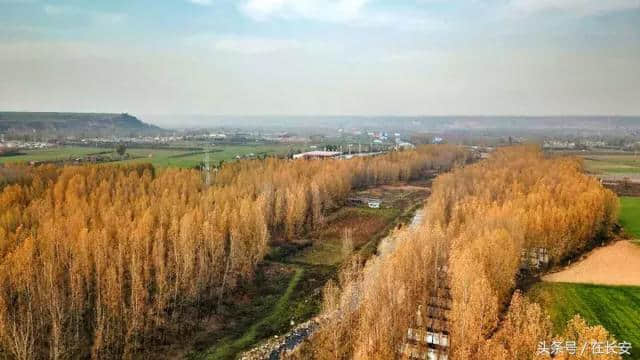 长安太乙宫，竟藏着这么美一片金色的杨树林……
