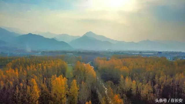 长安太乙宫，竟藏着这么美一片金色的杨树林……