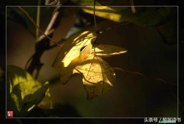 太常引《骤雨孤楼》文/江南居士