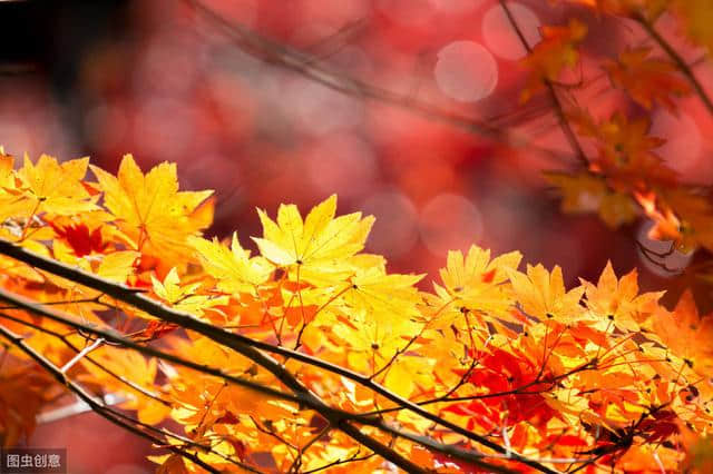 秋日之美，诗词之最｜描写秋天最美的15首诗词