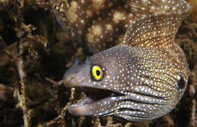 2017鳗鱼价格多少钱一斤 鳗鱼的功效与作用