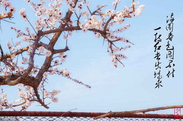 春日游，杏花吹满头。描写春天的诗词，你最喜欢哪一首？