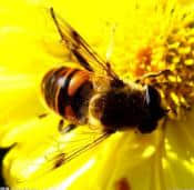 「原创」七律·咏蜜蜂
