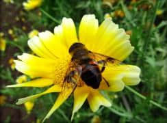 「原创」七律·咏蜜蜂