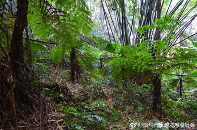贺州新发现100多株恐龙时代物种桫椤树