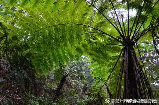 贺州新发现100多株恐龙时代物种桫椤树