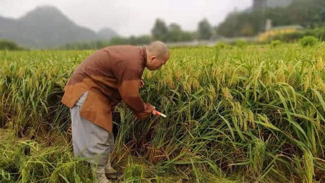 广东云门寺10月27日举行收稻活动，欢迎您来体验农禅生活