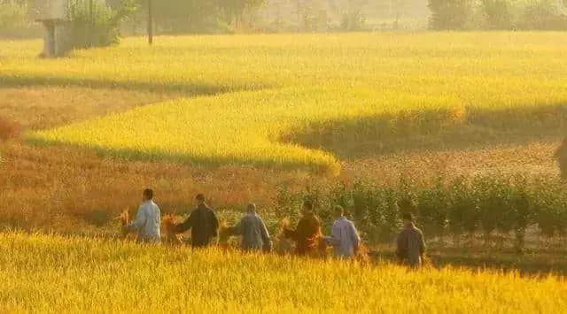 广东云门寺10月27日举行收稻活动，欢迎您来体验农禅生活