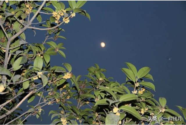 赏秋赏月，花好月圆，有“月”的诗词名句