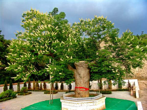 最美古树名木：山西阳城马沟娑罗树
