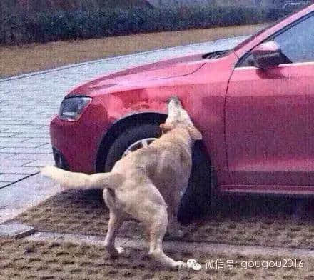 喂，老婆，今天我惹到了一条在道上混的狗，于是车子报废了