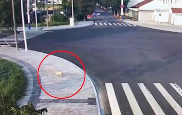 人不如狗！男子横穿马路被小车撞到，一旁小狗走斑马线现场上课
