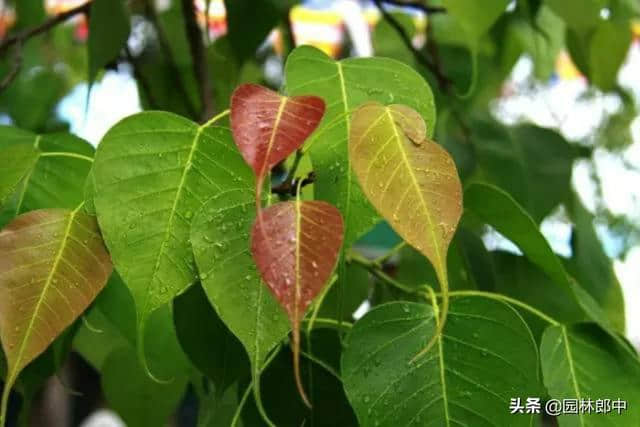 绿化上常用的七叶树，为什么在民间常常被称为“土菩提”？