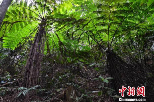 广西贺州发现罕见大面积天然桫椤树群