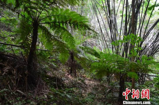 广西贺州发现罕见大面积天然桫椤树群