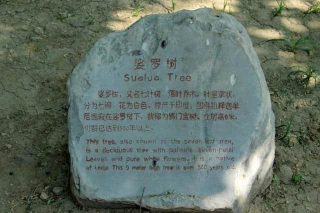 500年不长的娑罗树被转运公主种下长成参天大树，很多人来占运气