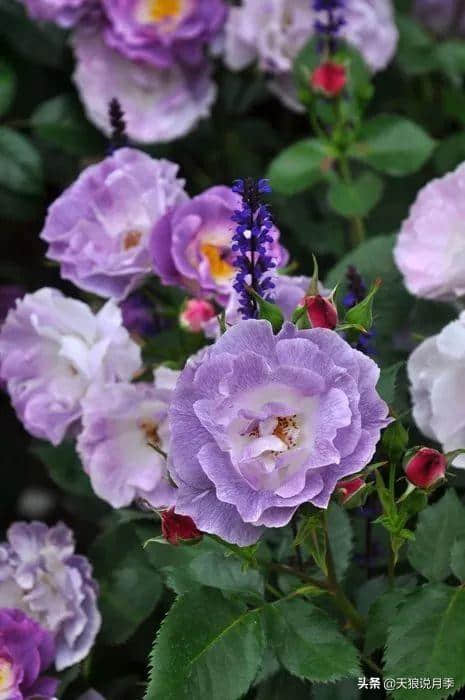 漂亮抗病又多花的蓝紫色月季“蓝色梦想”