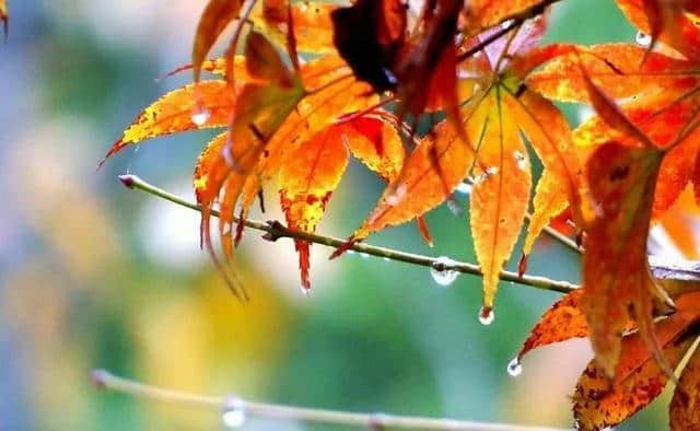 诗词鉴赏 | 一帘秋雨，满地相思