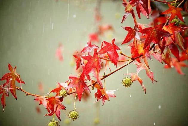 诗词鉴赏 | 一帘秋雨，满地相思