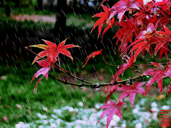 诗词鉴赏又是秋雨绵绵时