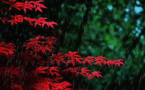秋雨是诗，诗里有秋雨