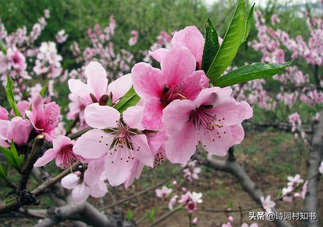 桃花春色暖先开，明媚谁人不看来，正是赏花好时节桃花古诗15首