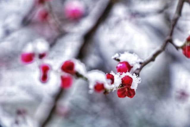 今日大雪：初雪天，邀您共赏古诗词中的“岁寒三友”