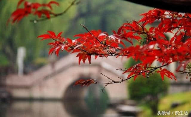 诗词文化：15首秋雨诗与您共赏蒙秋雨蒙中的秋色美景