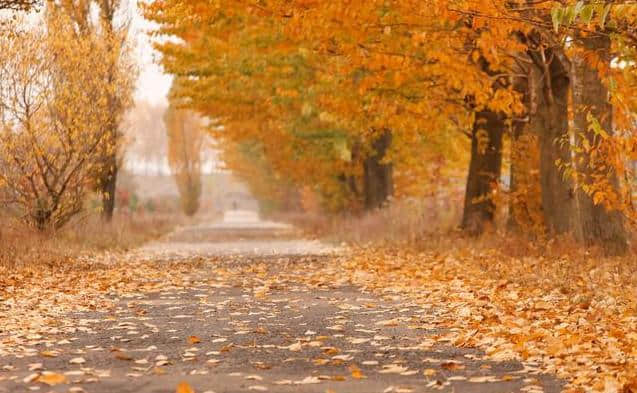 秋韵阑珊宜读诗，100首秋天的诗，所有的秋景秋绪都在这里
