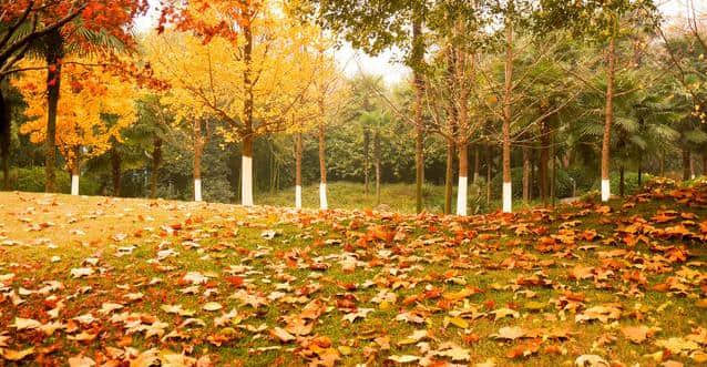 秋韵阑珊宜读诗，100首秋天的诗，所有的秋景秋绪都在这里