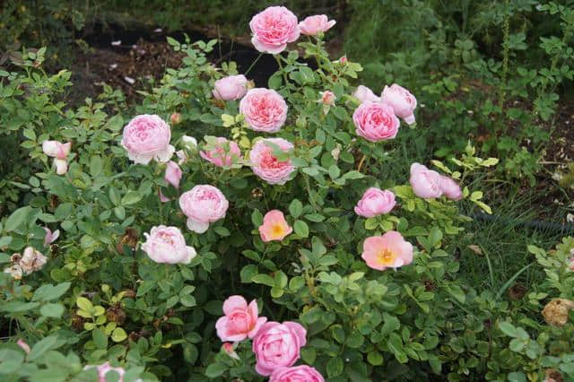 5种香味十足的月季花品种，种上一盆整个阳台都是花的浓香