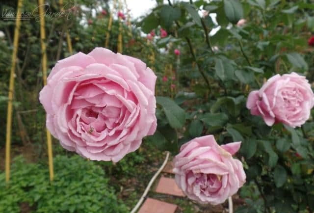 5种香味十足的月季花品种，种上一盆整个阳台都是花的浓香