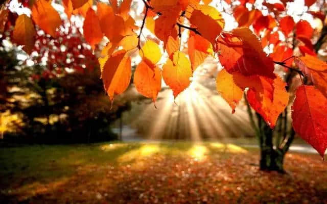 最美秋天，关于秋天的15首古诗，适合收藏！