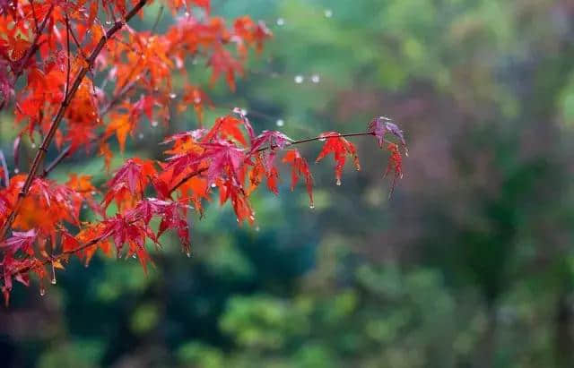 最美秋天，关于秋天的15首古诗，适合收藏！