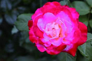 月季花和玫瑰花的区分方法