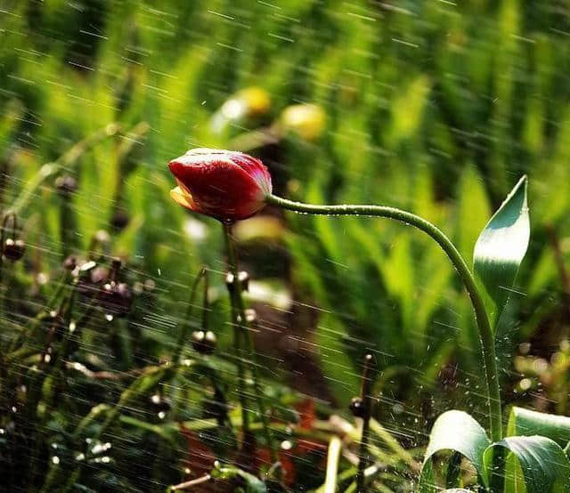 杜牧一首唐诗写尽春天的田园美景，更有温馨的乡土人情