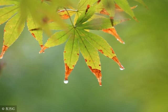 中华诗词：秋雨时节雨纷纷，你应该品读的九首描写秋雨诗词