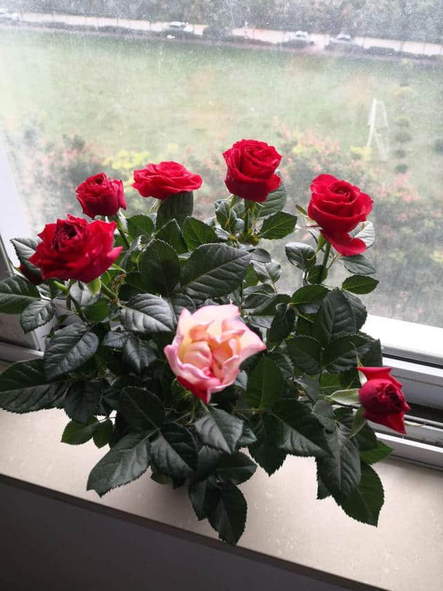 买的月季花变成了野蔷薇？大神分享经验，1点教你区分月季和蔷薇