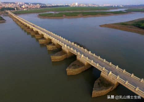 屹立千年的洛阳桥，最大功劳是牡蛎「乳山牡蛎」【博士生蚝】